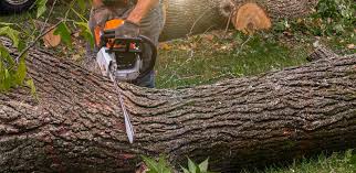 How Our Tree Care Process Works  in  Gambier, OH